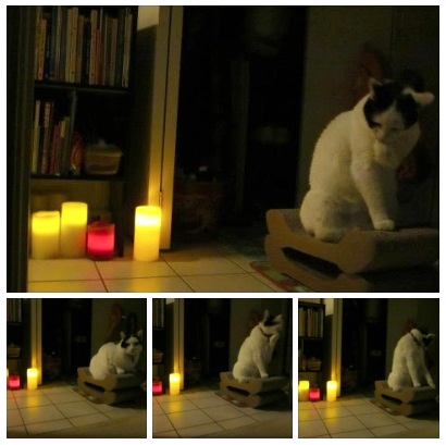 SmartyKat CatChaise with Apache on two!