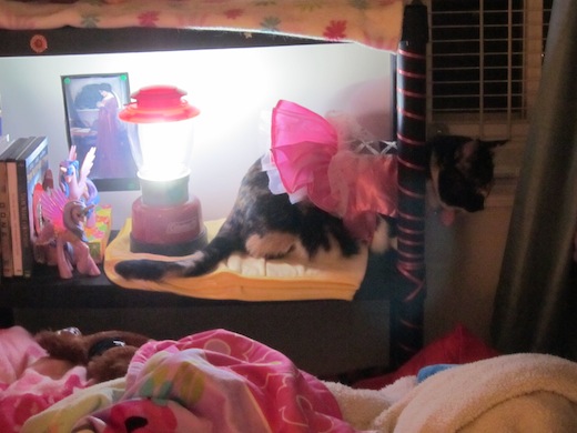 cat in princess dress costume for halloween