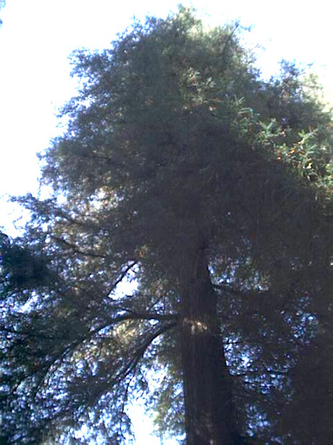 redwood