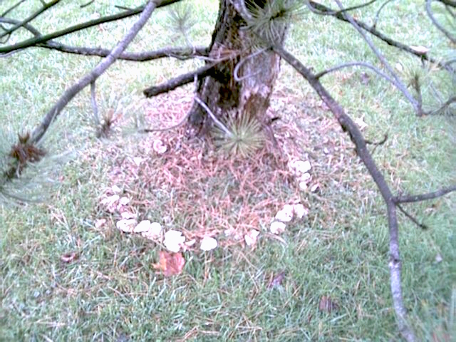 fairy ring