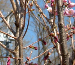 erie canal pittsford ny spring flowers